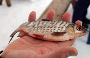 Самым возрастным участником «Пучежской рыбалки» стал житель села Ново-Талицы