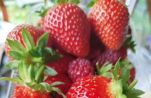 В Ивановской области почти на 15% выросло производство ягод