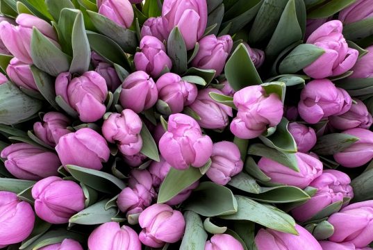 Дорогие женщины!