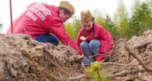 В Ивановской области за шесть лет проведения Международной акции «Сад Памяти» посажено свыше 1,3 млн деревьев