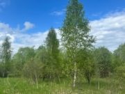 Собственник участка в Ивановском округе оштрафован за зарастание территории сорной растительностью
