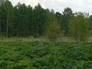 В Ивановском округе назначен штраф собственникам участков, которые не провели мероприятия по удалению борщевика Сосновского