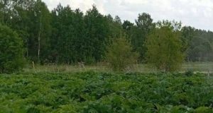 В Ивановском округе назначен штраф собственникам участков, которые не провели мероприятия по удалению борщевика Сосновского