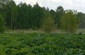 В Ивановском округе назначен штраф собственникам участков, которые не провели мероприятия по удалению борщевика Сосновского
