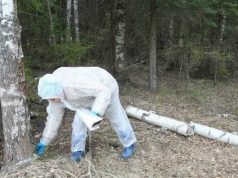 В Ивановской области проводится ежегодная плановая иммунизация диких животных