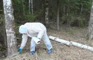 В Ивановской области проводится ежегодная плановая иммунизация диких животных